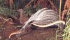 Superb Lyrebird (Menura novaehollandiae)