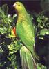Australian King Parrot (Alisterus scapularis) female