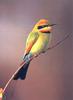 Rainbow Bee-eater (Merops ornatus)