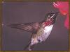 Calliope Hummingbird (Stellula calliope)