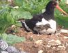 Oystercatcher with chick