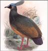 [Extinct Animals] Choiseul Crested Pigeon (Microgoura meeki)