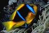 Two-banded clownfish (Amphiprion bicinctus)
