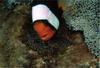Two-banded clownfish (Amphiprion bicinctus)