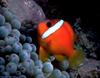 Tomato Clownfish (Amphiprion frenatus)