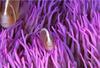 Pink Skunk Clownfish (Amphiprion perideraion)