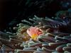 Pink Skunk Clownfish (Amphiprion perideraion)