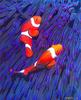 False Percula Clownfish (Amphiprion ocellaris)