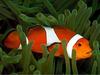 False Percula Clownfish (Amphiprion ocellaris)