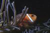 Clownfish (Amphiprion sp.)
