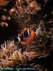Clownfish (Amphiprion sp.)