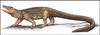 [Extinct Animals] New Caledonia Terrestrial Mekosuchine Crocodile (Mekosuchus inexpectatus)