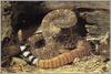 Eastern Diamondback --> Western Diamondback Rattlesnake (Crotalus atrox)