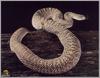 Rattlesnake (Crotalus sp.)