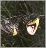 Mangrove Snake (Boiga dendrophila)