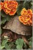 Box Turtle (Terrapene sp.)