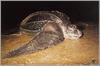 Leatherback Sea Turtle (Dermochelys coriacea)