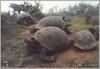 Galapagos Giant Tortoise (Geochelone nigra)