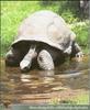 Aldabra Giant Tortoise (Geochelone gigantea)