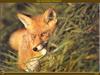 European Red Fox (Vulpes vulpes)