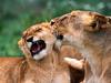 Behind the Ears, African Lions