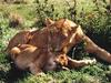 Snoozing, Lioness with Cub