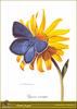 Mazarine Blue Butterfly (Cyaniris semiargus)