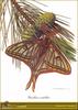 Spanish Moon Moth (Graellsia isabellae)