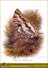 Madagascar Butterfly - Charaxes andranodorus