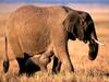 Pachyderm Parenting, African Elephants
