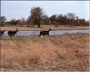 The Moremi Reserve, Botswana