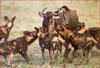 African Wild Dog (Lycaon pictus) pack hunting Gnu