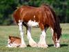 Strength Personified, Clydesdale Mare and Foal
