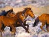 Wild Horses in the Desert, California