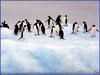 PinSW Tachen Calendar 001 Adelie Penguins