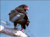 Bateleur Eagle (Terathopius ecaudatus)