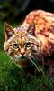Indian Desert Cat (Felis silvestris ornata)