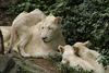 white lion cubs and mom1 9-20