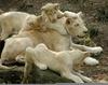 white lion cubs and mom3 9-20