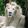 white lion male face
