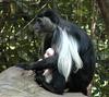colobus monkey mom and baby2 9-20