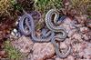 garter snakes 002