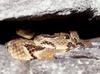 Timber Rattlesnake  (Crotalus horridus horridus)307