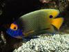 Blue-Faced Angelfish