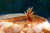 Eastern Tiger Salamander (Ambystoma  tigrinum tigrinum)larvae