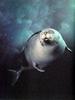 harp seal - saddleback seal (Pagophilus groenlandicus)
