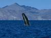 Sperm Whale, Breaching, Sea of Cortez, Mexico