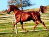Bright Chestnut Trotting Left