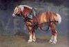 Patricia Bourque ~ The War Horse, De