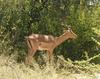 Impala browsing Pilansberg NR South Africa